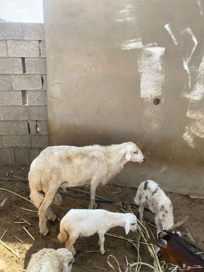 خروف فحل مشروط 1