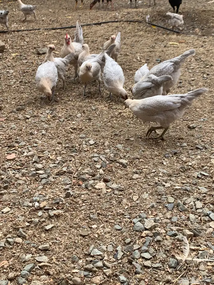 دجاج فيومي قولد ( بشاير ) 2