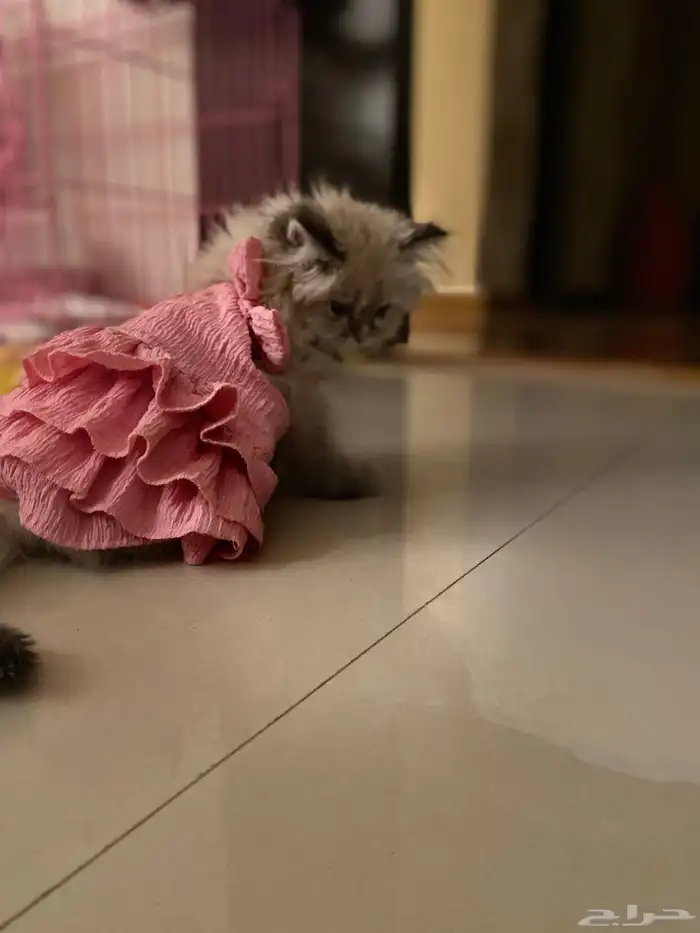 قطة هملايا للبيع 6