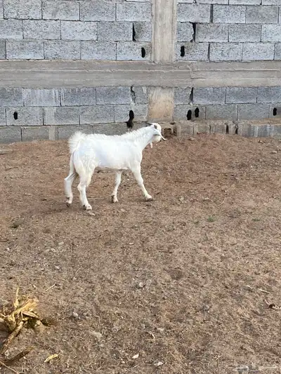 تيس شحم ولحم index