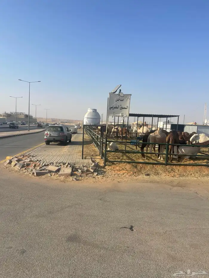 شبك للايجار سوق طويق رقم12 سوق الابل 1