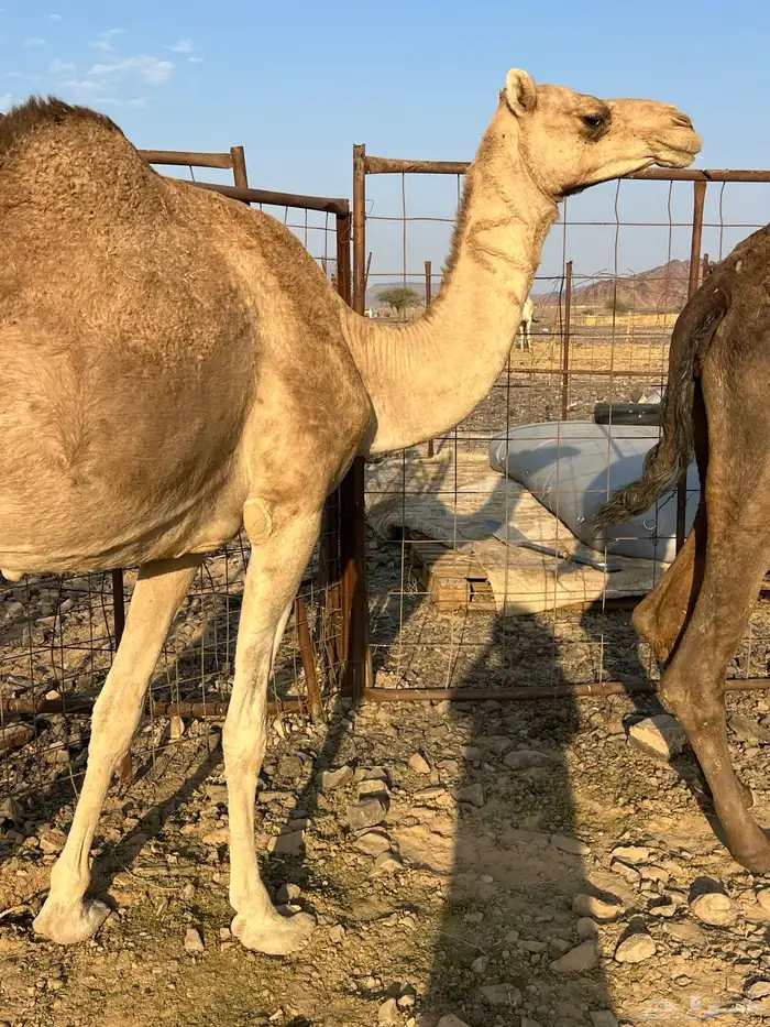 ناقتين ملاقيات من 6800 تم البيع 4