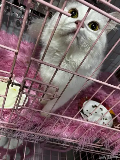 قطط تبني index