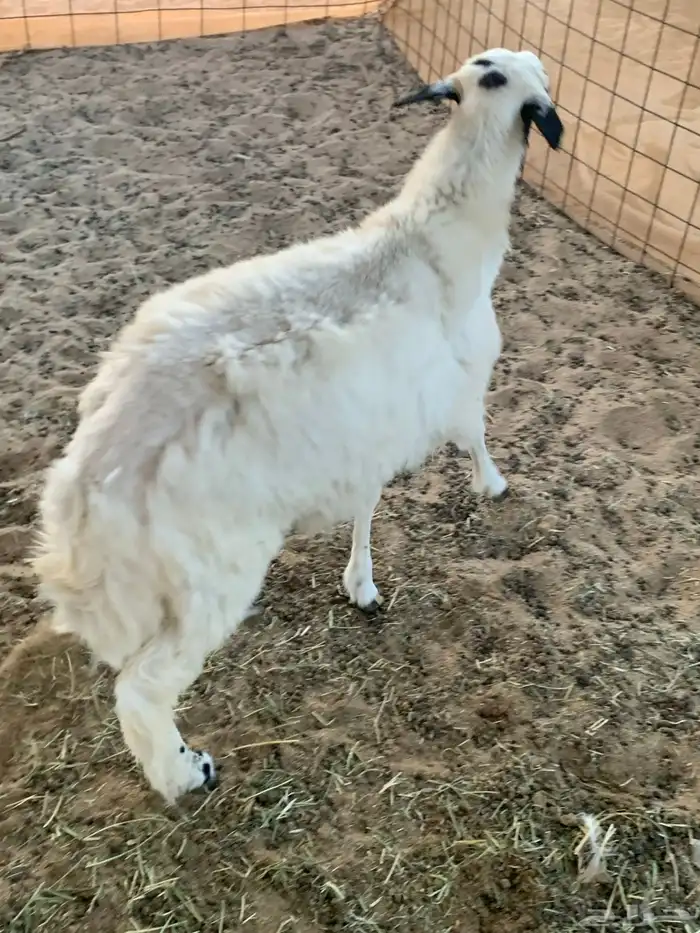 رخل ذبيحه طيبه 1