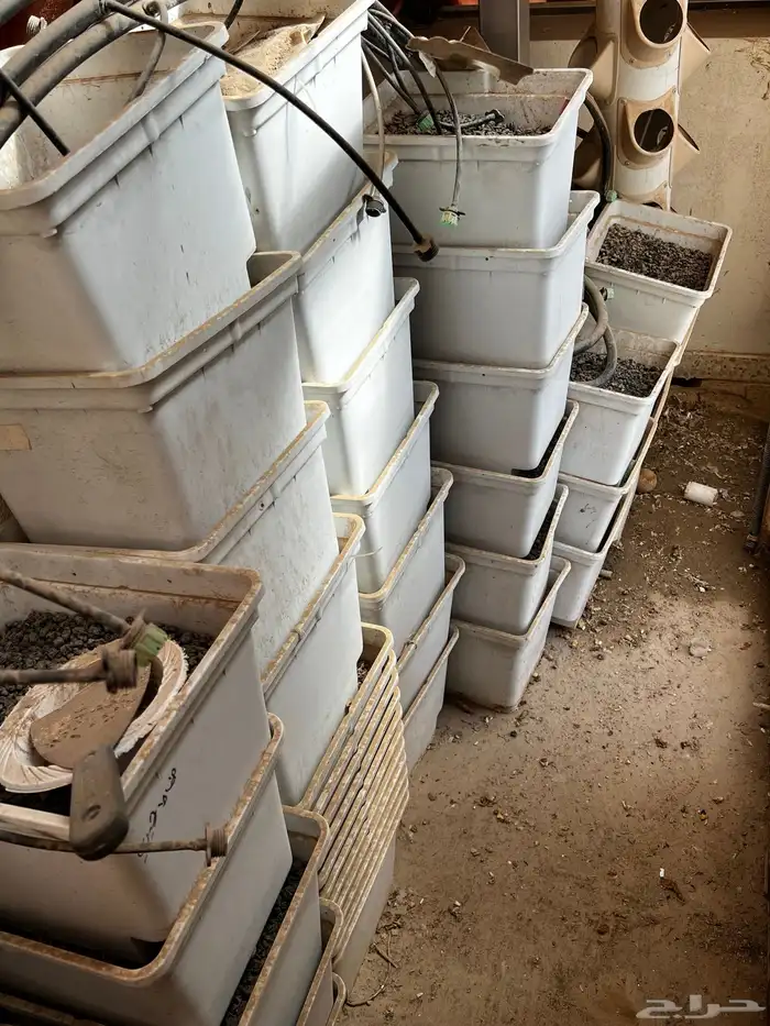 زراعة مائية 6