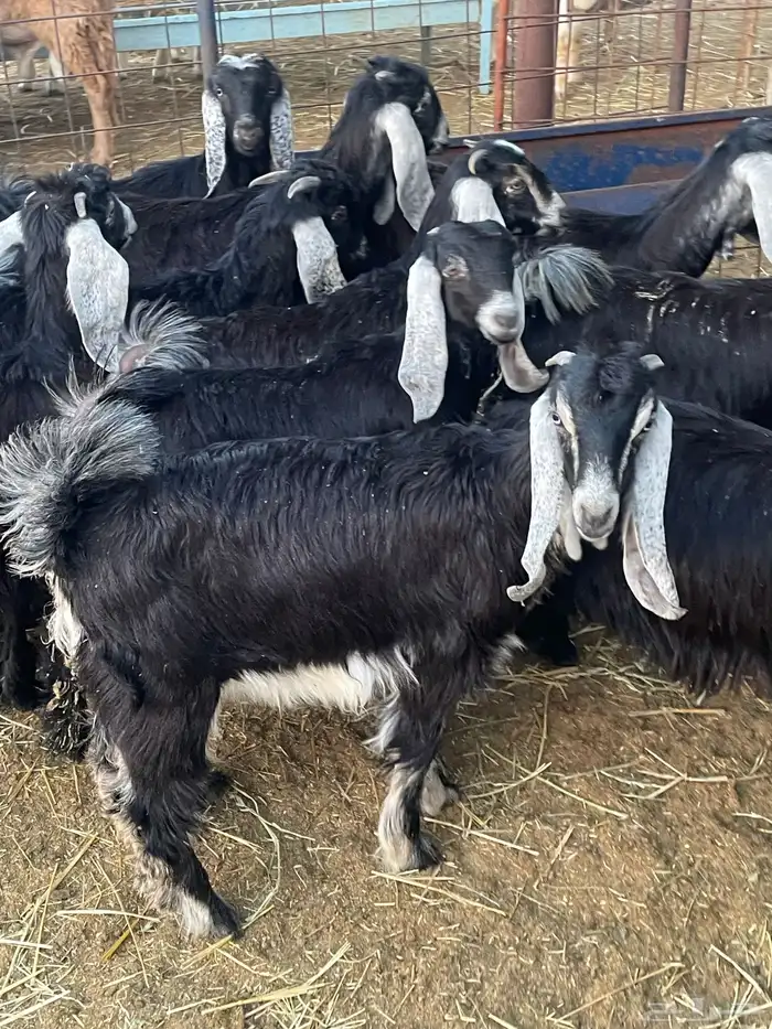 تيوس وجفرات 3