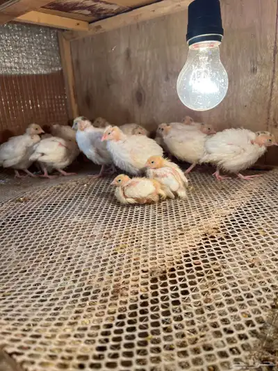 سمان تكساس index