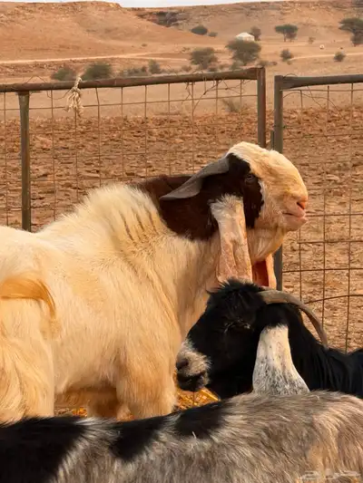 تيس فحل كفوا index