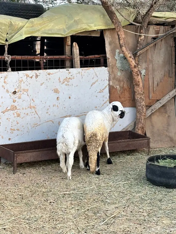 طلي سواكني وطلي حري 1