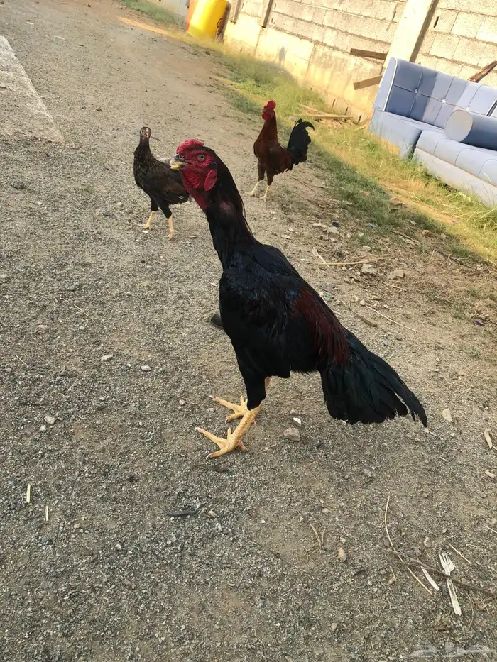 للبيع ديك شامو مشروط من جميع العذاريب 1