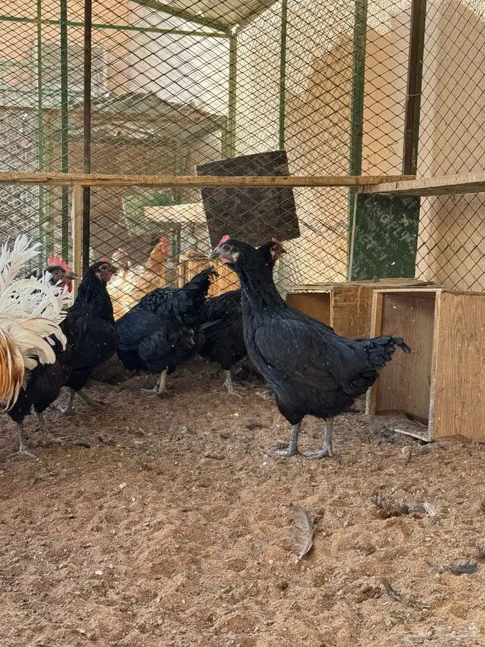 دجاج تركي منتج 4