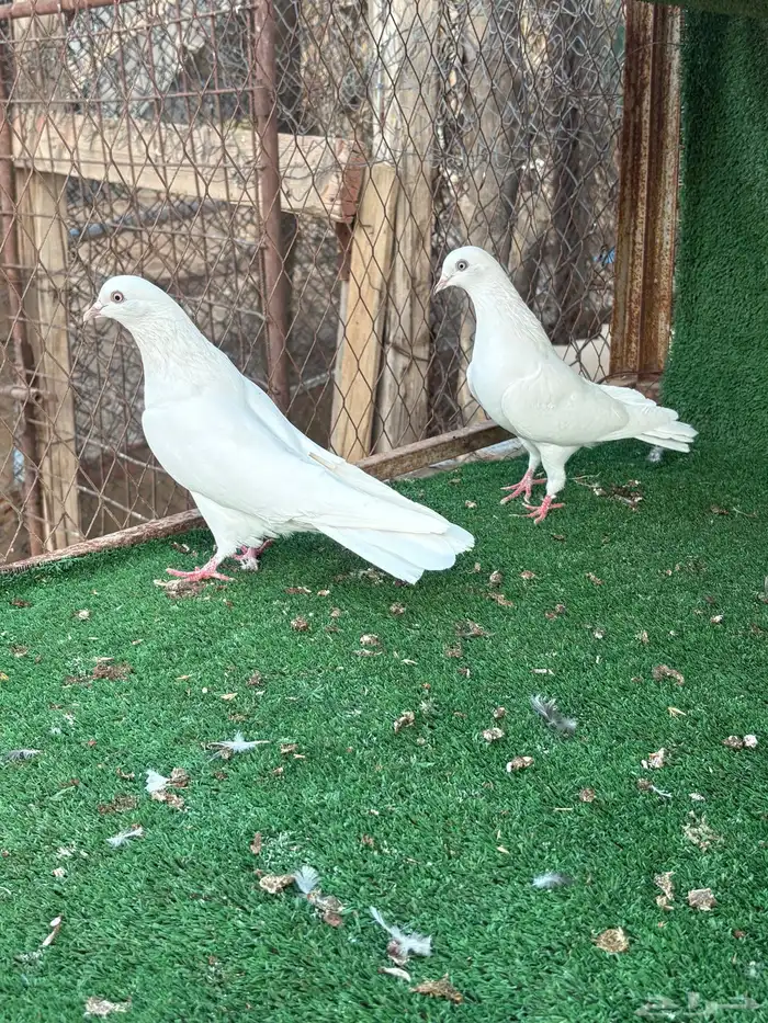 بكستاني طيار اسم شتري 2