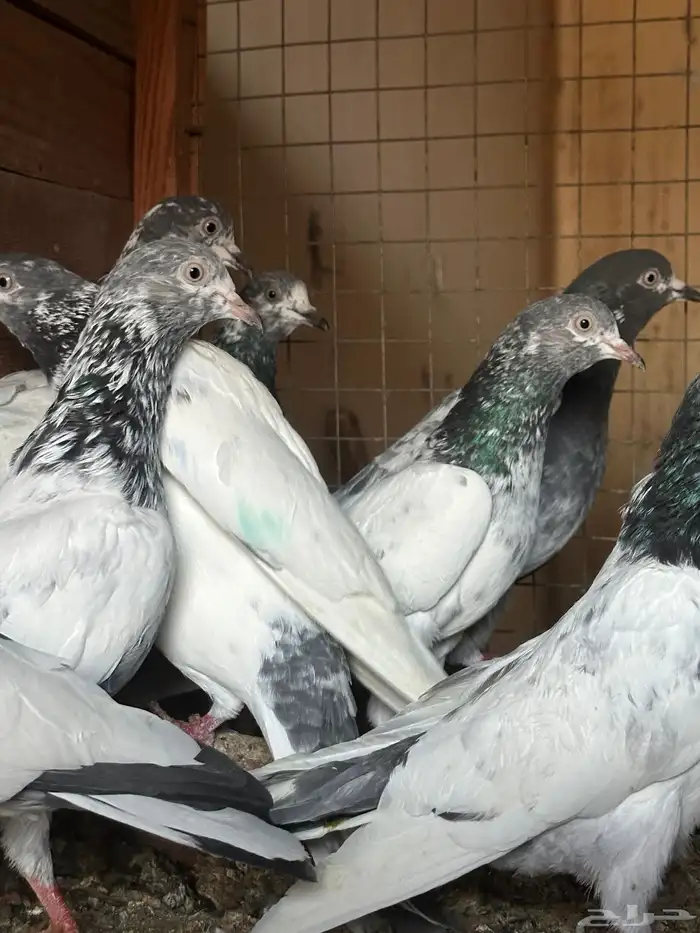 حمام باكستاني 1