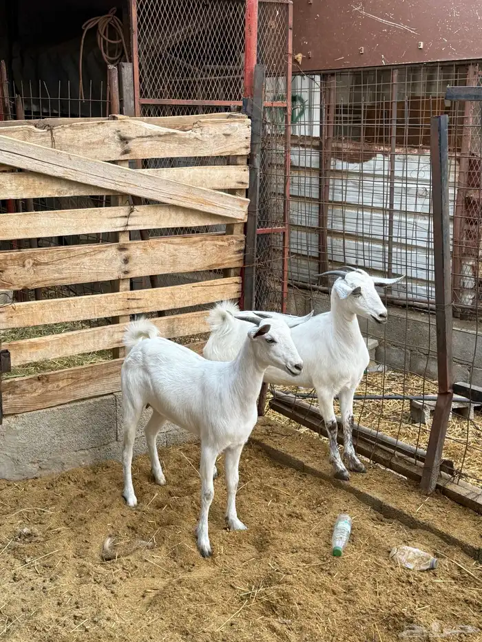 جفار على الشرط 9