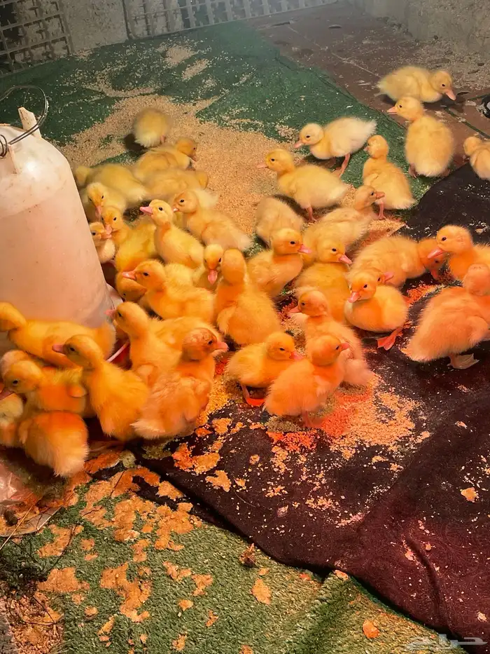 صيصان بط بكيني 2