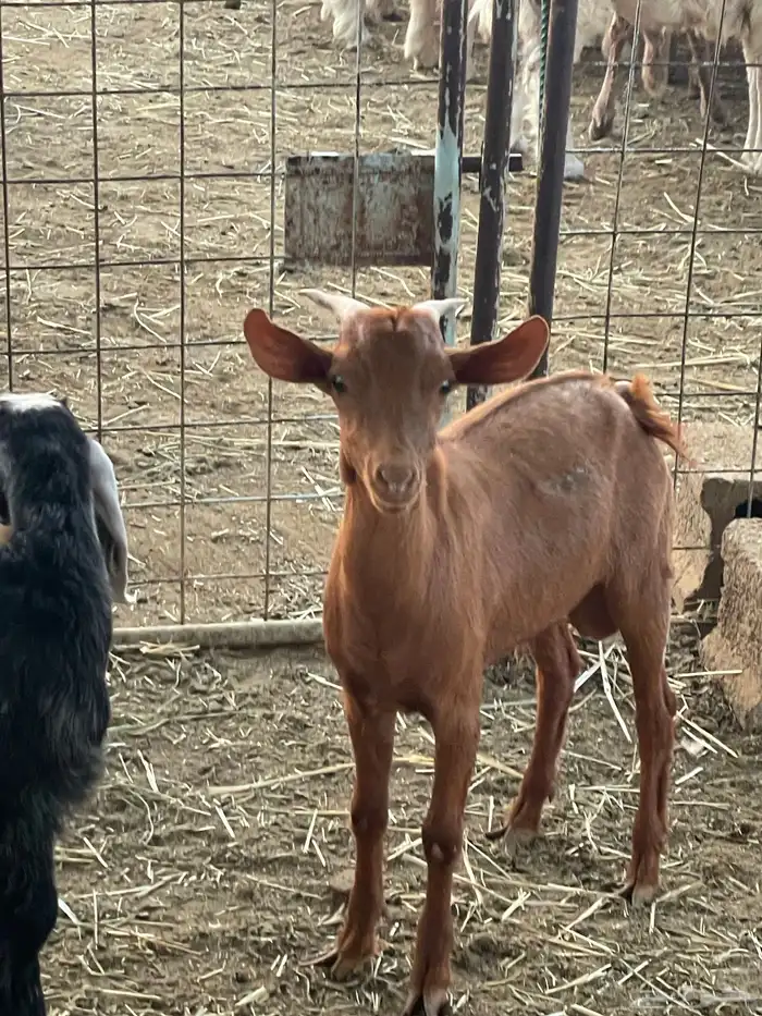 تيوس وجفرات 24