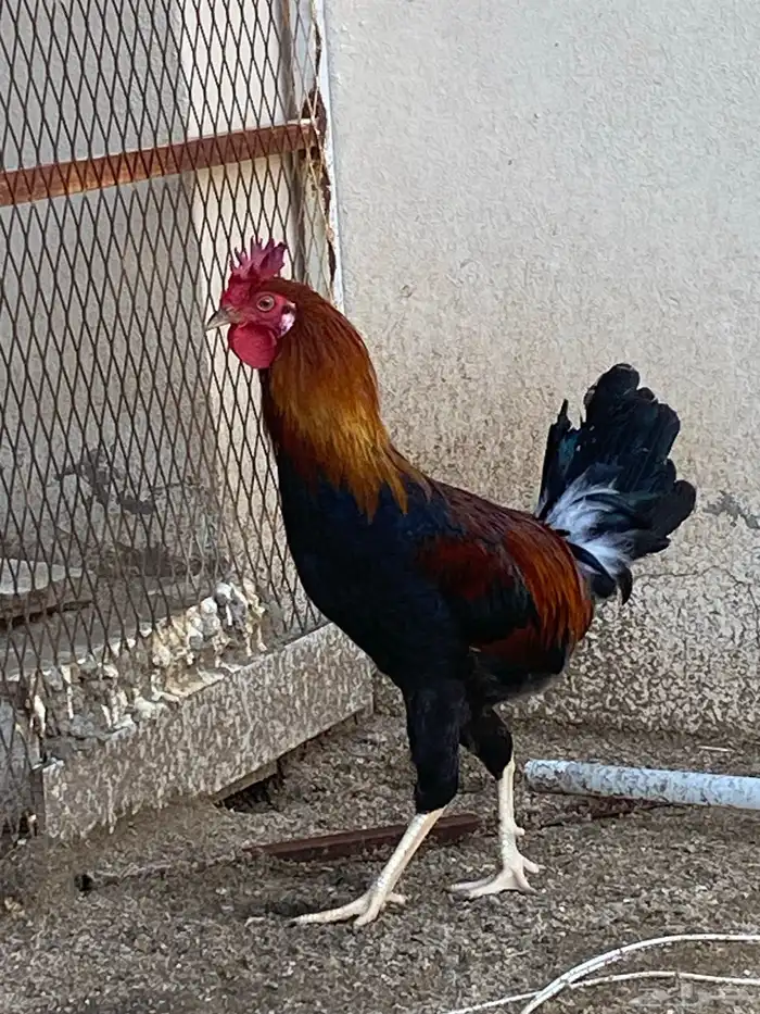 ديوك ترثه (تم البيع) 1