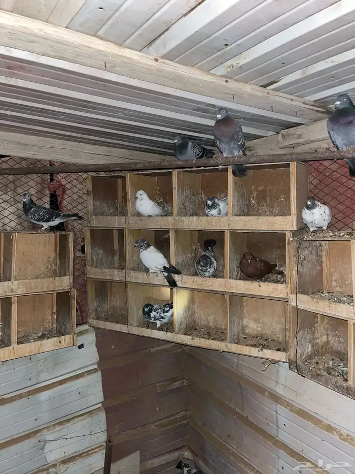 حمام سوري باكستاني و زواجل 0