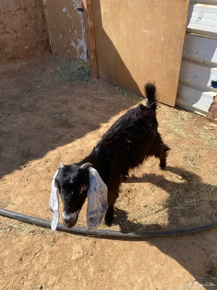 السلام عليكم اعرض عليكم جفره عارضيه 0