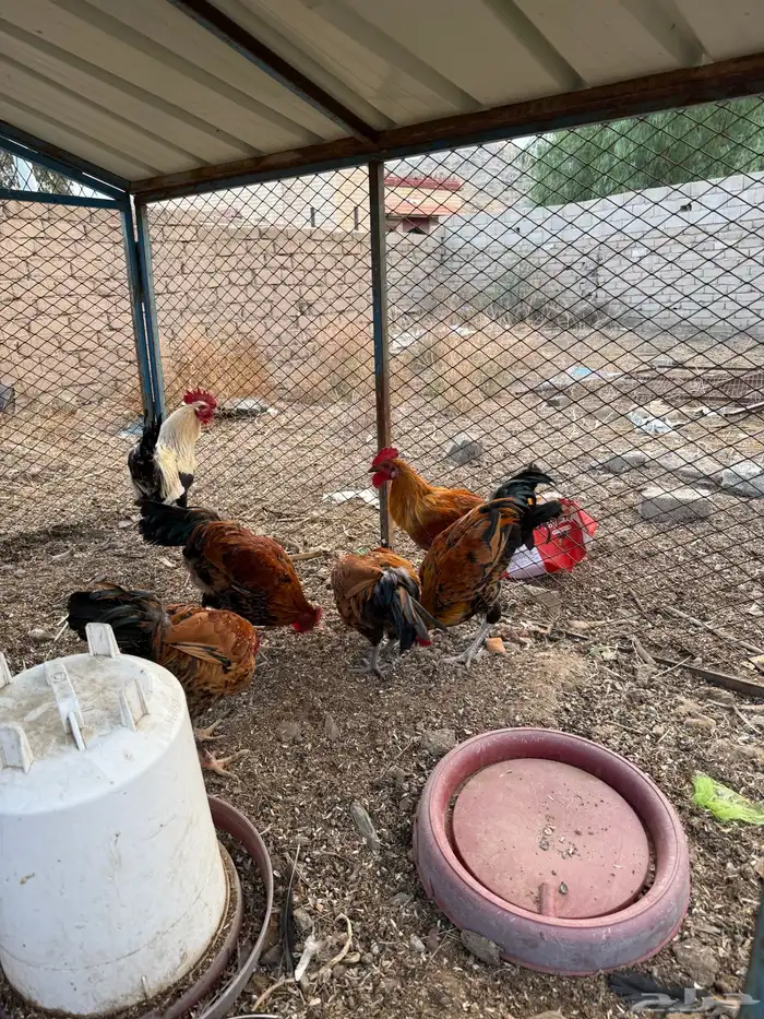 ديوك للبيع 1