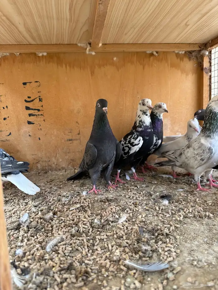 حمام هندي وقطائف 8