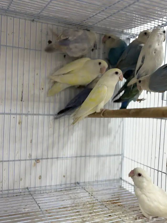 للبيع 10 حبات روز مشيولين من حضيره 0