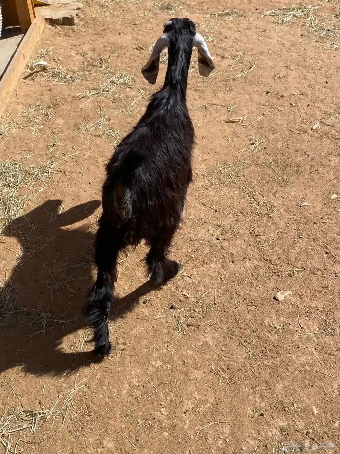 السلام عليكم اعرض عليكم جفره عارضيه 2