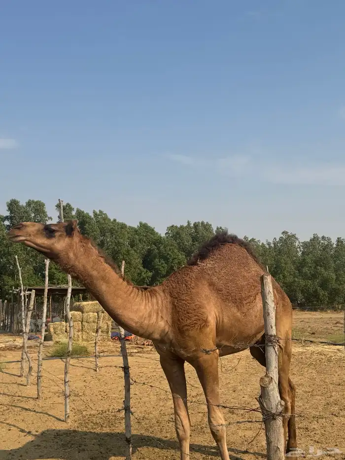 قعود مشروع فحل 2