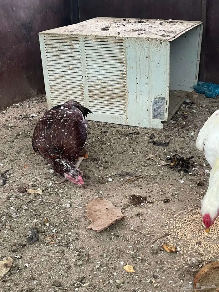 دجاج باكستاني 0