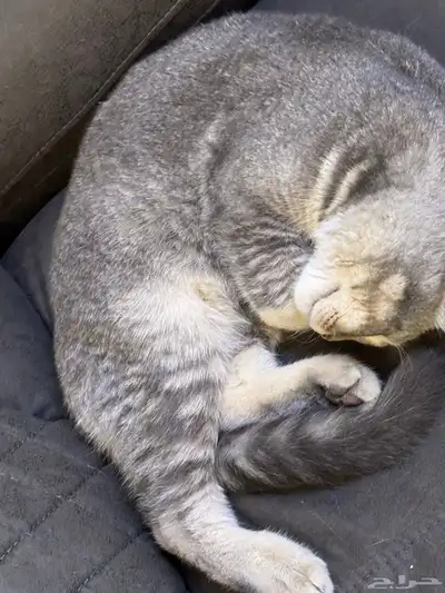 قطين سكوتش فولد للتبني index