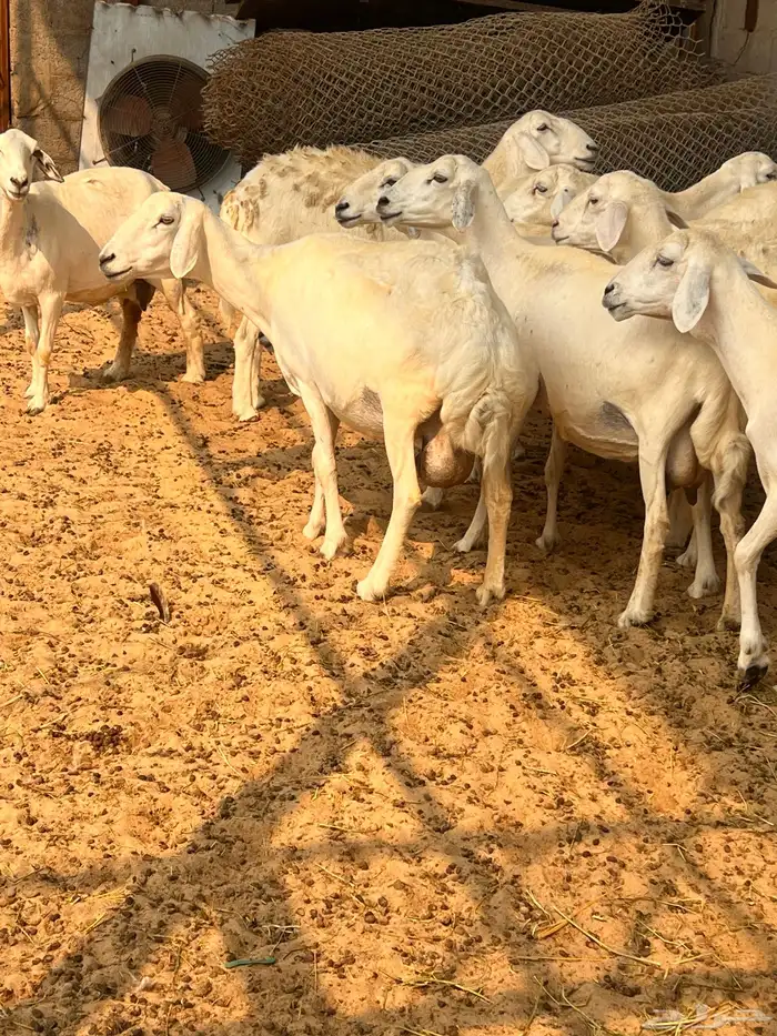 غنم حريات حصيب ودفيع 1