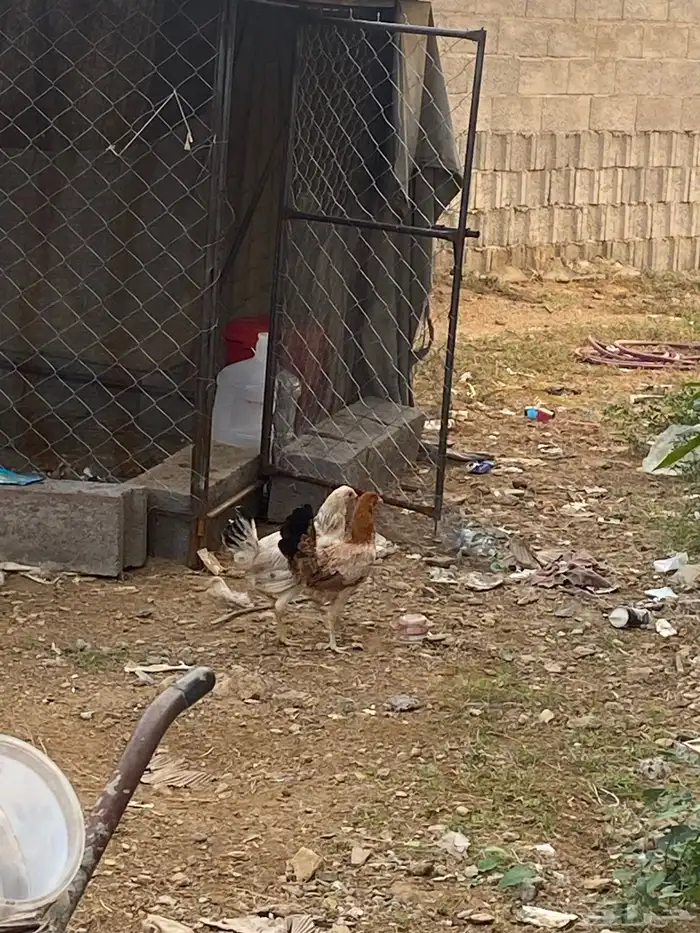 سلام عليكم اعرض لكم دجاج 2 الوان زاهيه اقدر ابدل بي ارنب 0