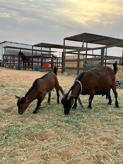 جفره قزمية index