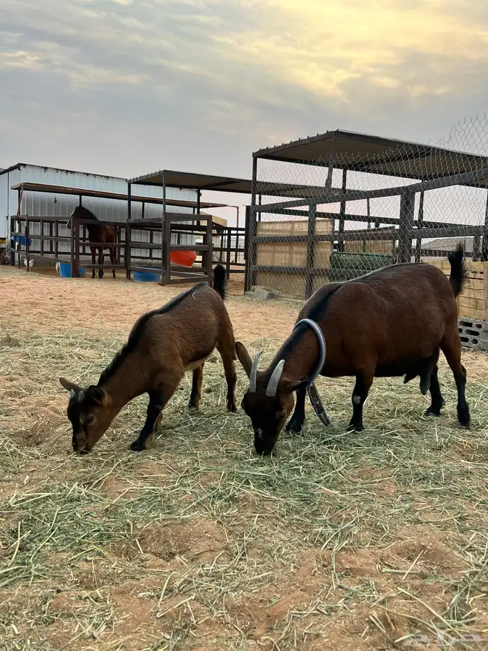 جفره قزمية 2