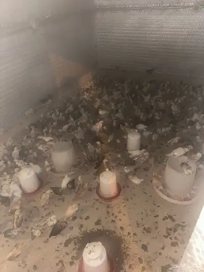 للبيع صيصان ودجاج وبيض بلدي index