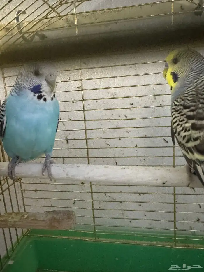 بادجي هولندي 6