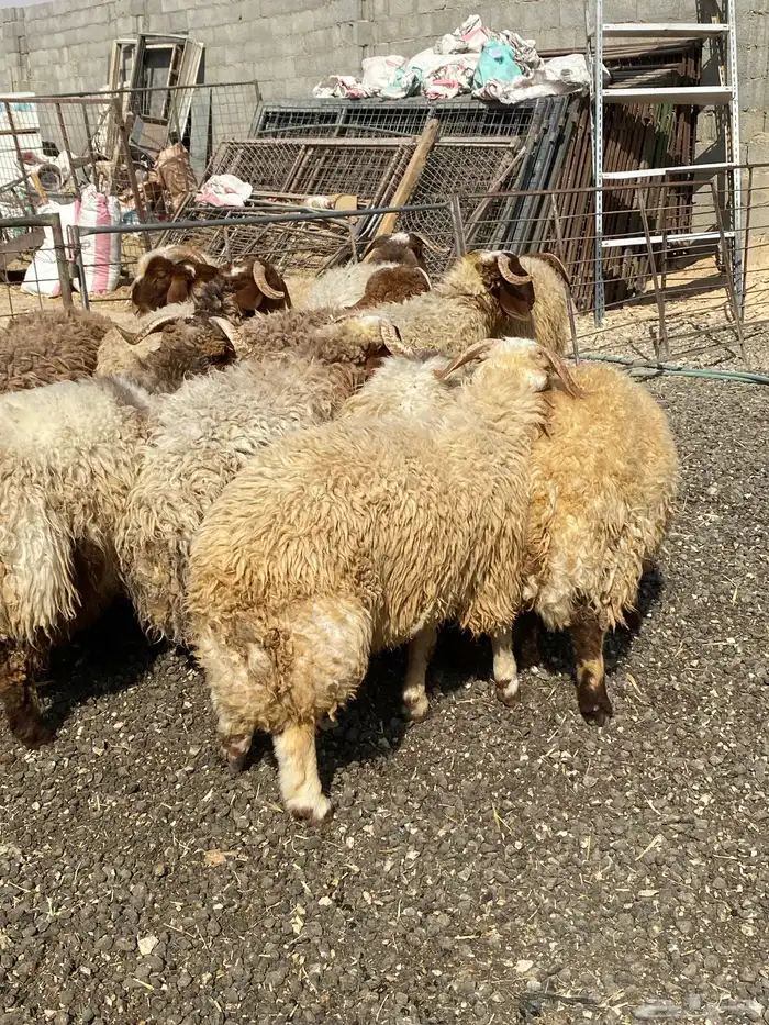 طليان نعيمي جبر ناهي 27