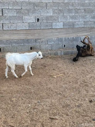 تيس شحم ولحم index