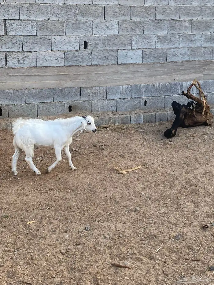 تيس شحم ولحم 1