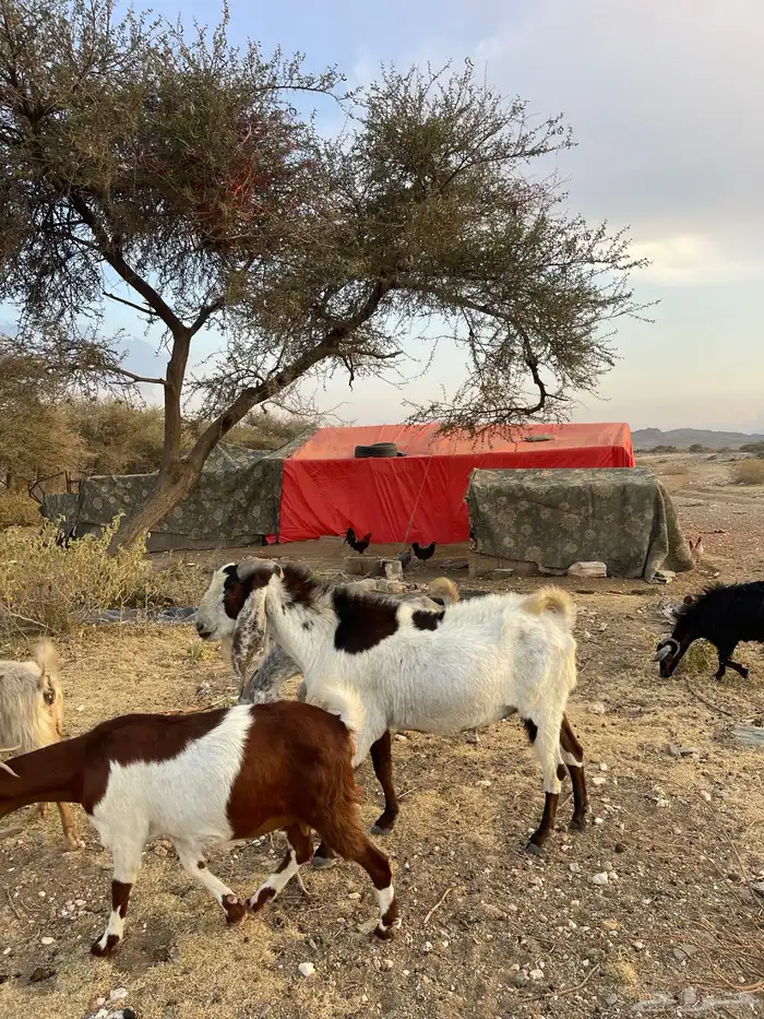 تيس فحل للبيع 0