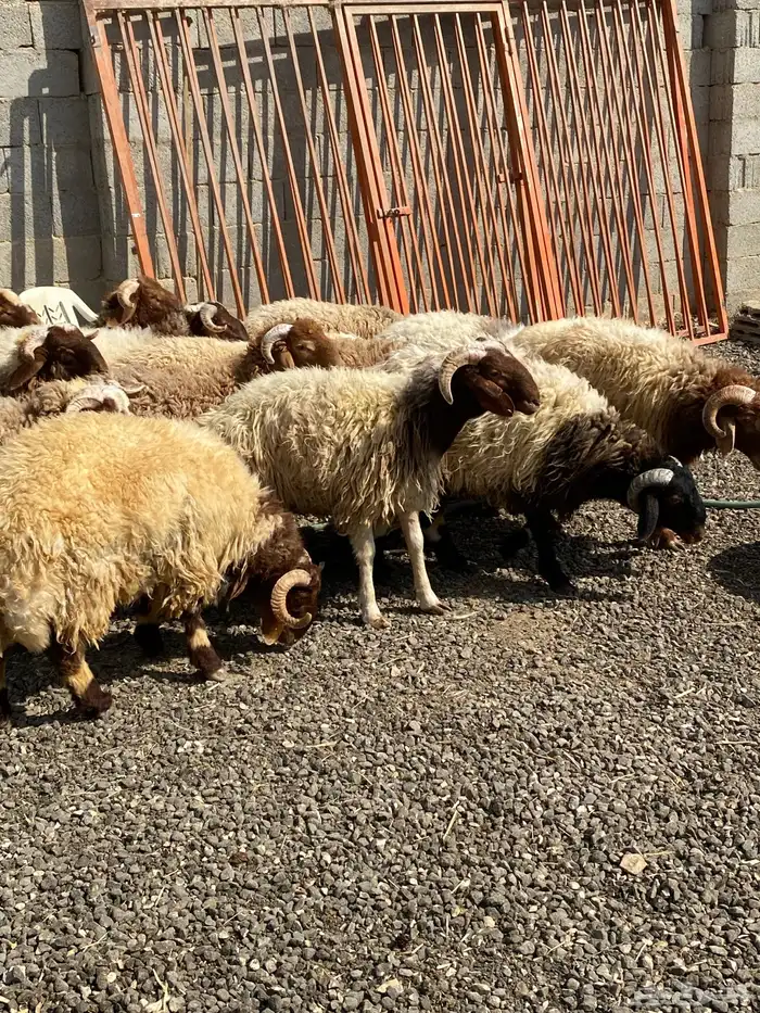 طليان نعيمي جبر ناهي 24