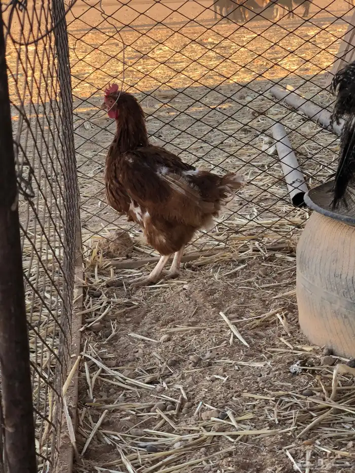 دجاج لوهم العدد ثلاث حبات حد 100 جمله 1