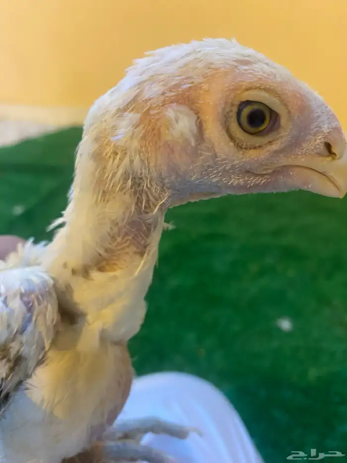 فروخ فارسي ماشاءالله من توب 3