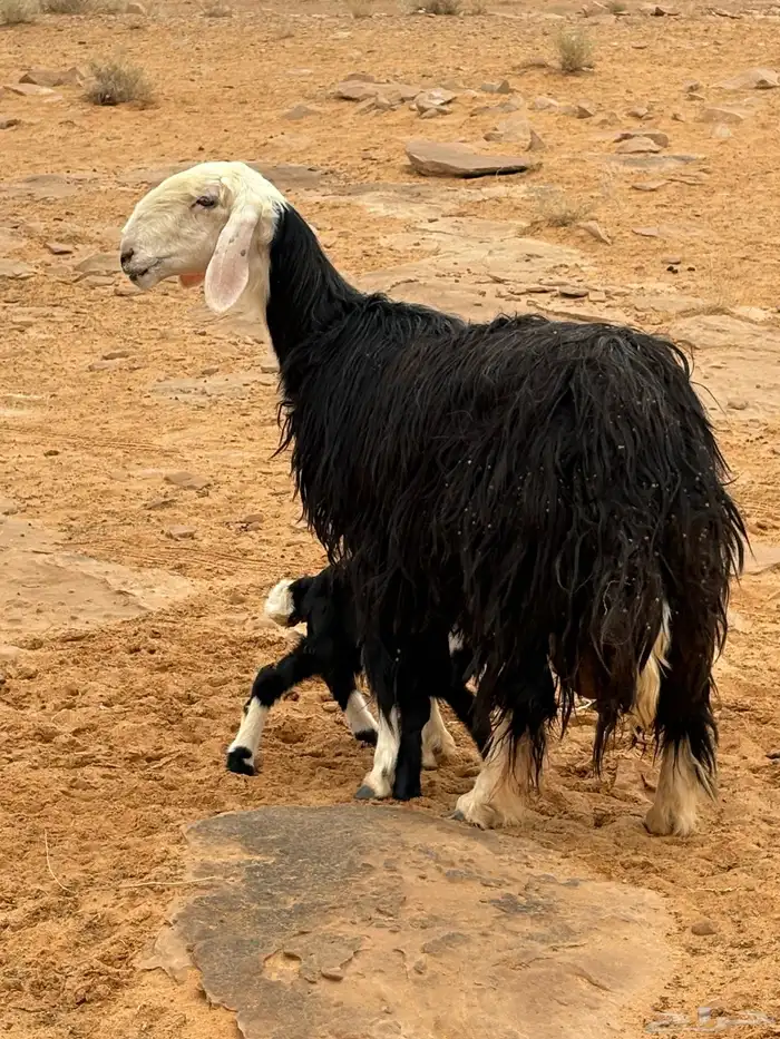 ظان مواليد أسنانها توها مسدسه ديوسها على شطر واحد معها ثلاث 5