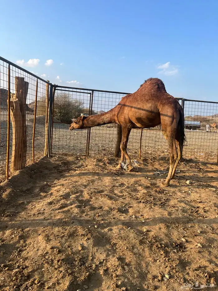 فحل احمر دم 6