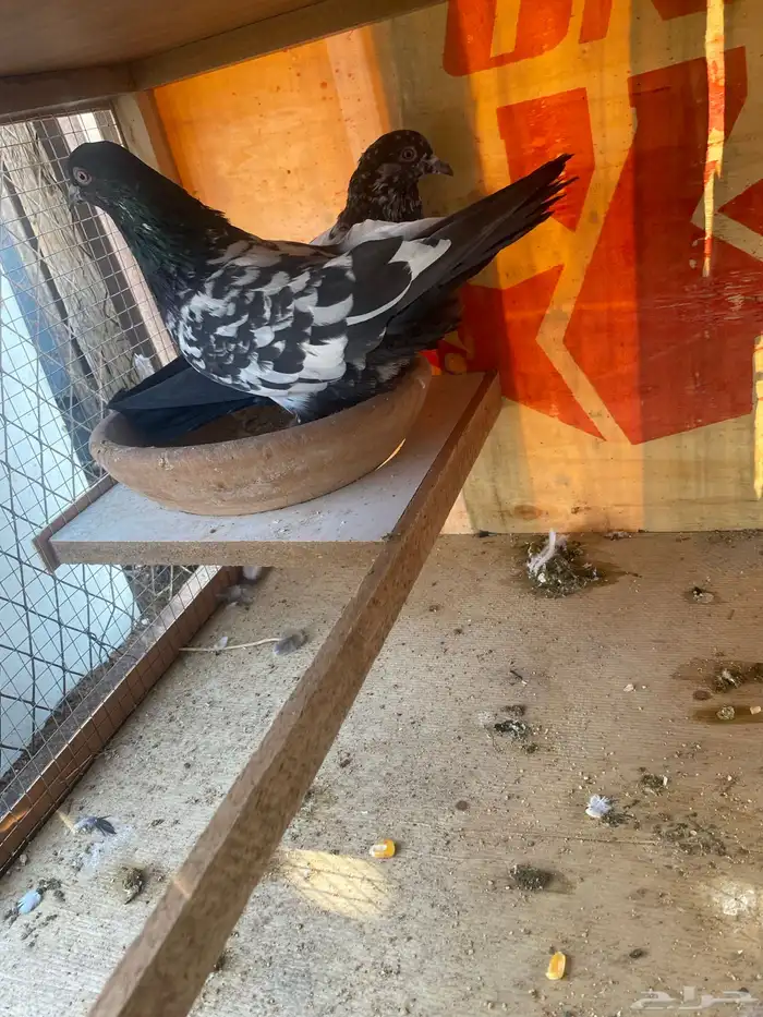 للبيع عدد 2جوز باكستاني عدد 1جوز فرنسي سلفر مع المحكر 2