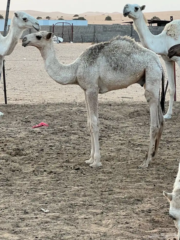 قعود على الهدب 0