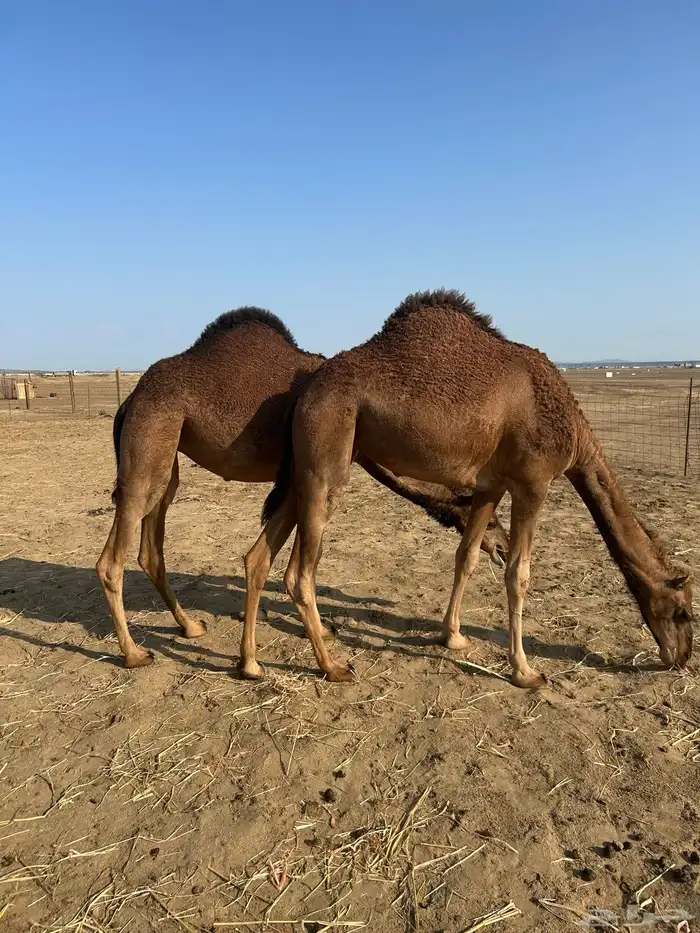 بكار سواحل خوات 1