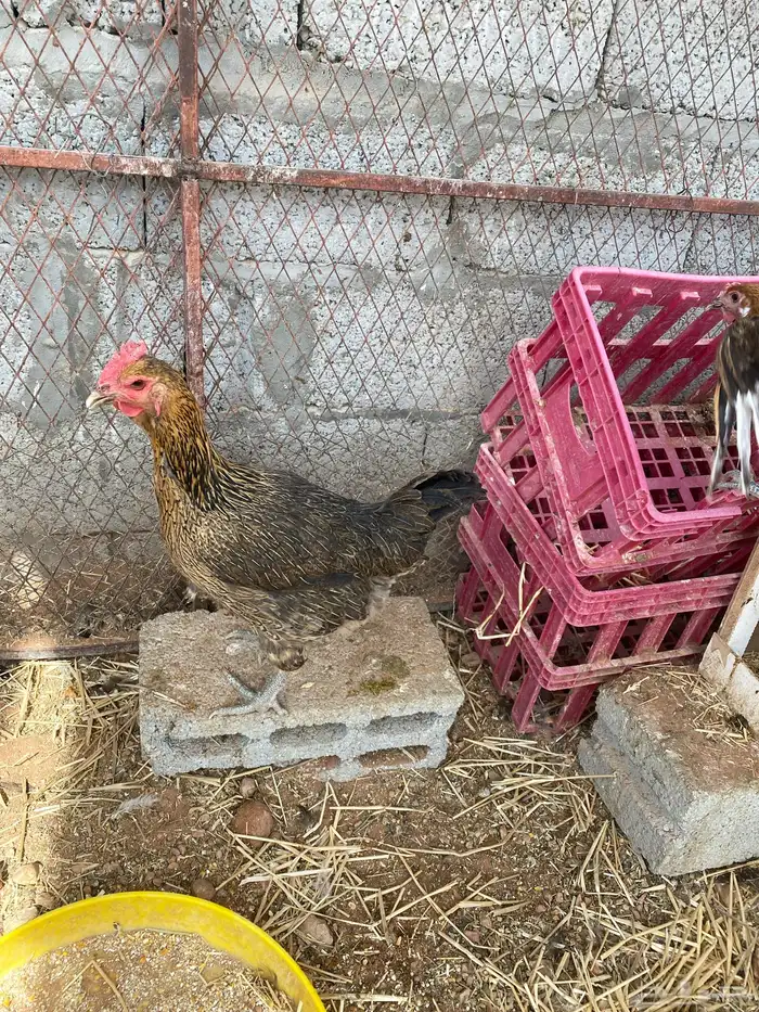 دجاج ودياك براهما 3