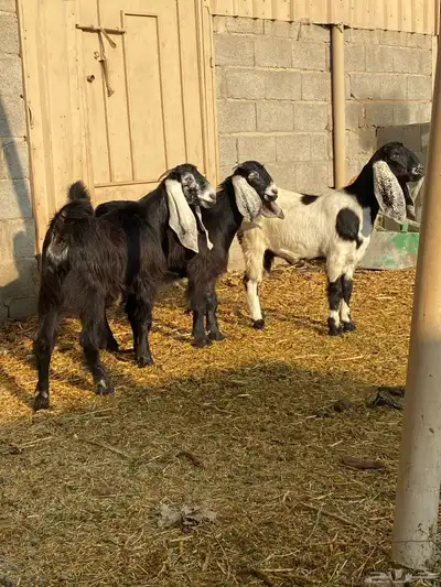 جفار العدد 4 index